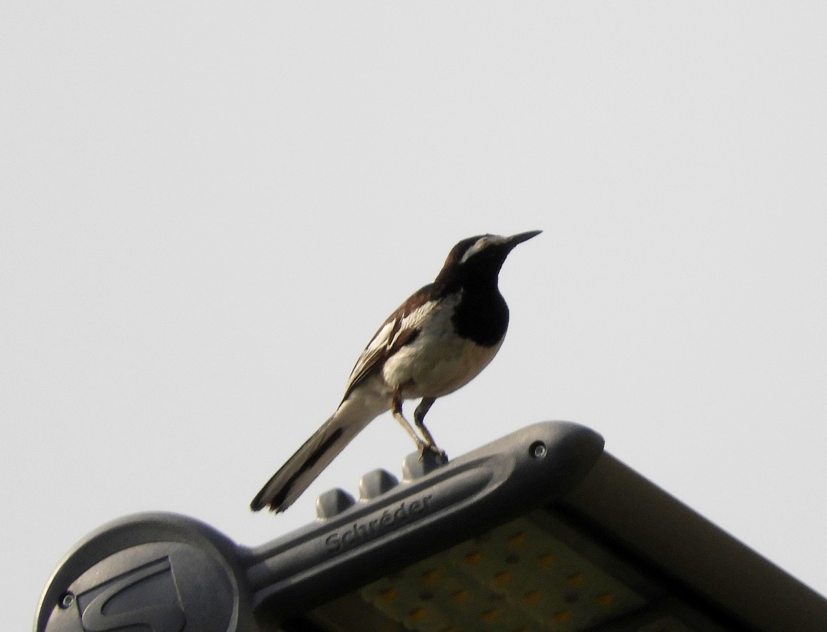 White-browed Wagtail - ML153695681