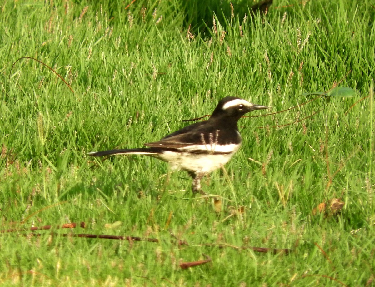 White-browed Wagtail - ML153695701