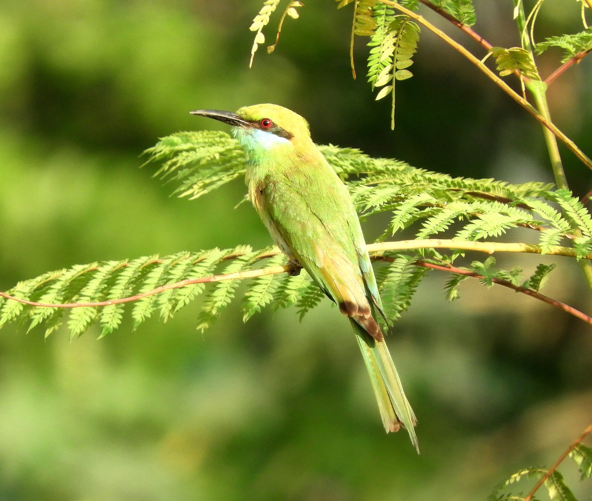 Asian Green Bee-eater - ML153695751