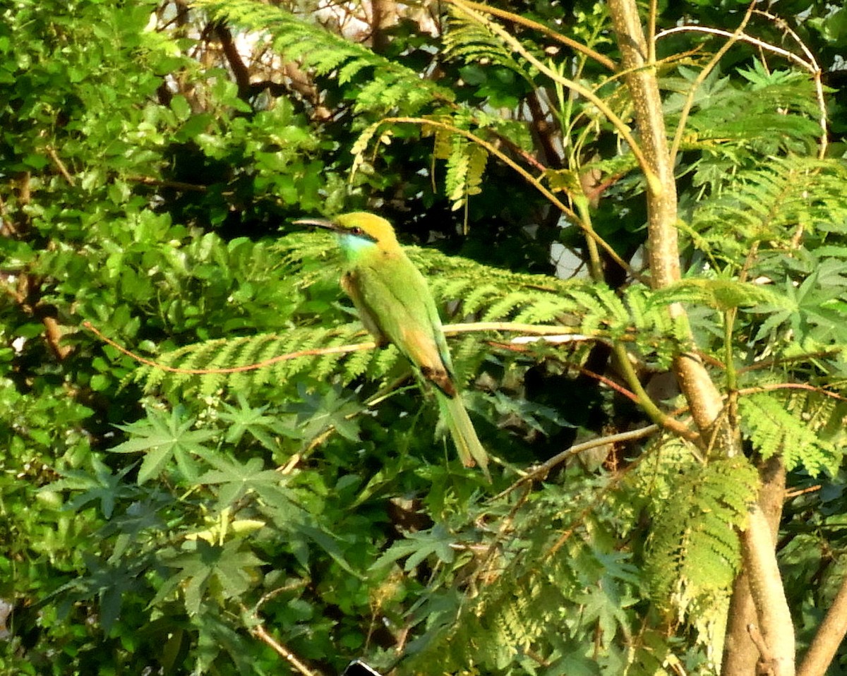 Asian Green Bee-eater - ML153695771