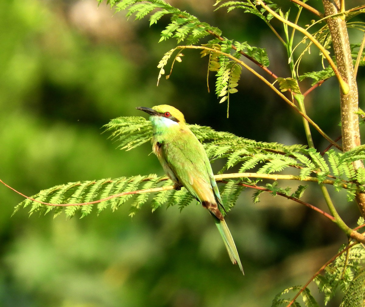 Asian Green Bee-eater - ML153695811