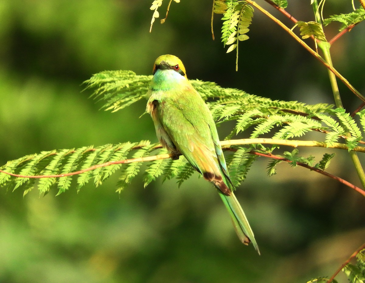 Asian Green Bee-eater - ML153695821