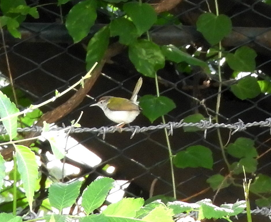 Common Tailorbird - ML153695901