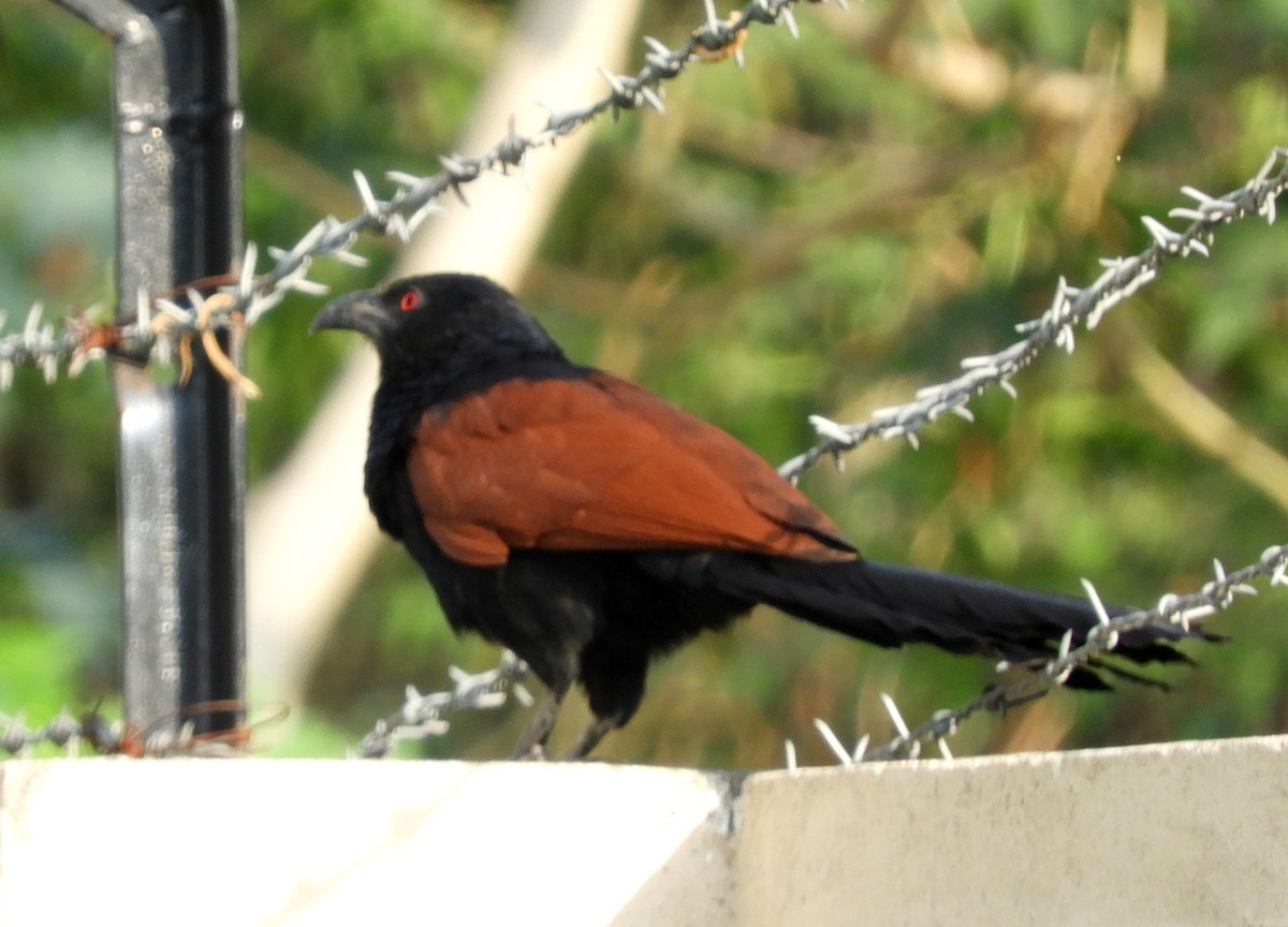 Greater Coucal - ML153696111