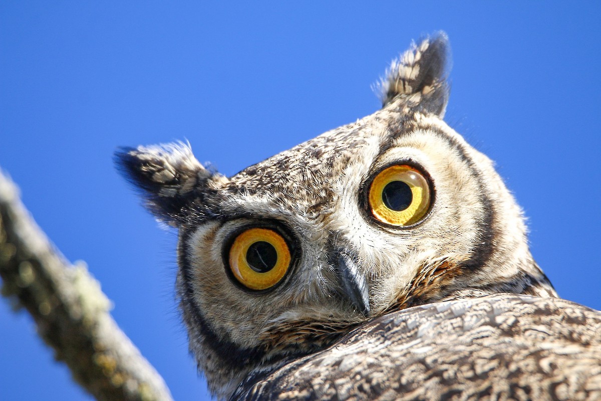 Lesser Horned Owl - Rodrigo Rojas Espinoza