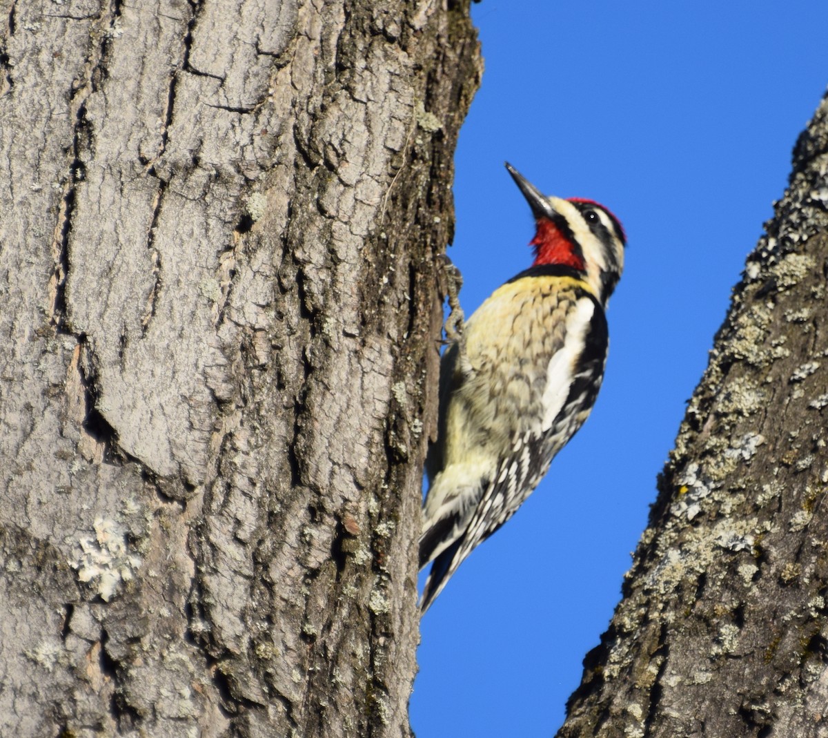 Yellow-bellied Sapsucker - Chris Blomme