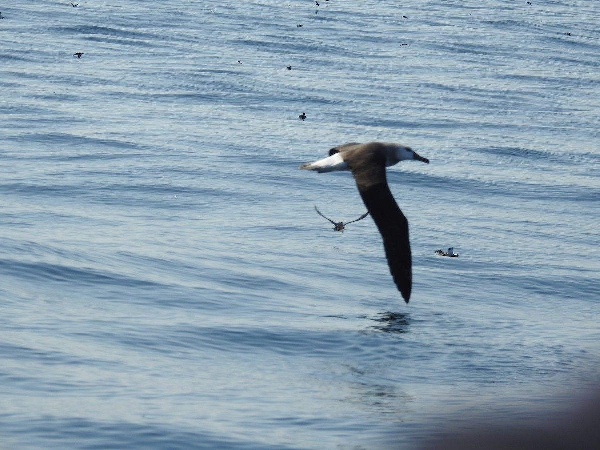 Black-browed Albatross - Saskia Hostens