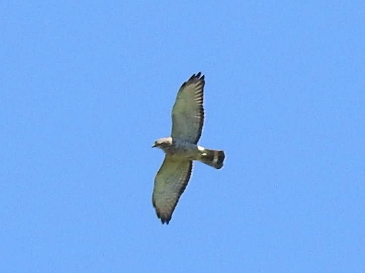 Broad-winged Hawk - Marybeth Lima