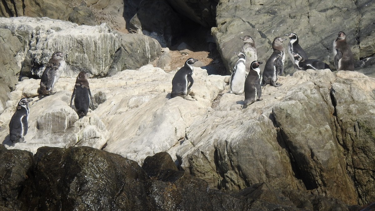 Humboldt Penguin - Saskia Hostens