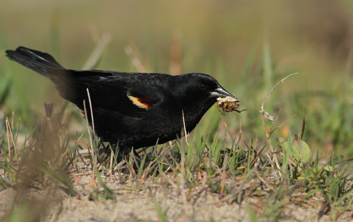 Red-winged Blackbird (Red-winged) - Andy Eckerson