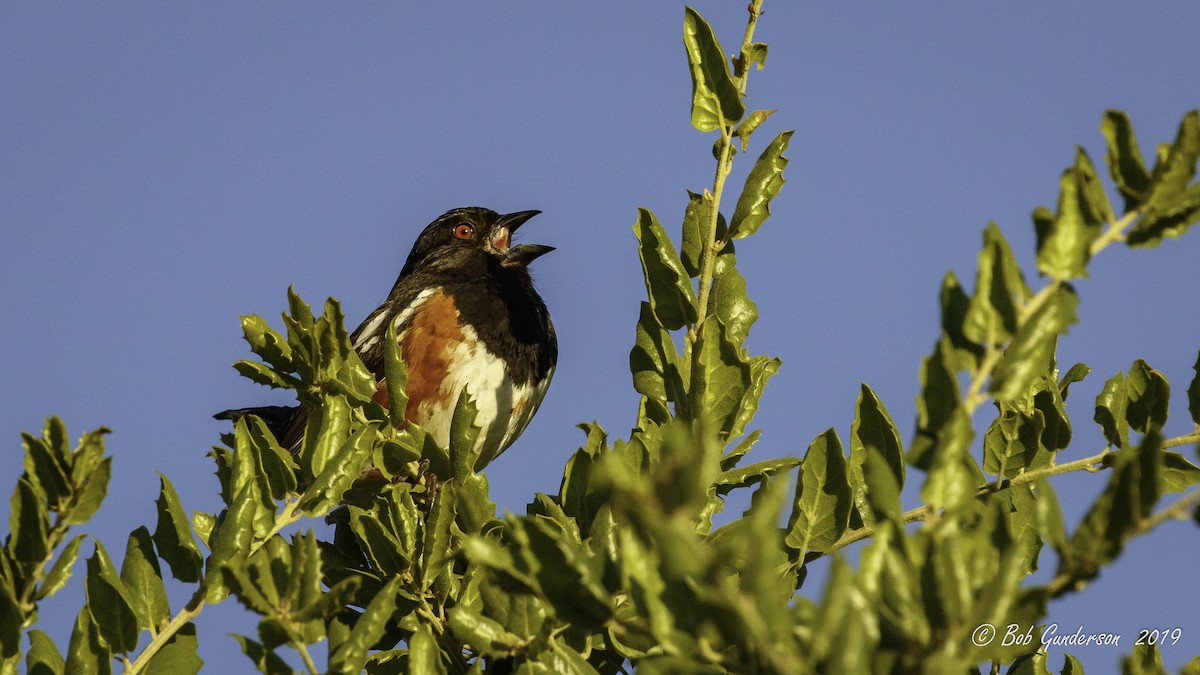 Spotted Towhee - ML153698471