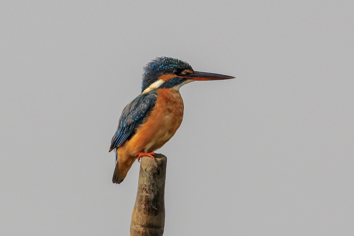 Common Kingfisher - Stefan Hirsch