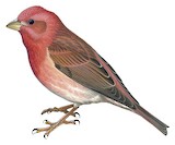 Purple Finch Illustration