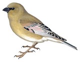 Desert Finch Illustration