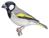 Socotra Golden-winged Grosbeak Illustration