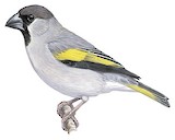 Somali Golden-winged Grosbeak Illustration