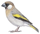 Arabian Golden-winged Grosbeak Illustration