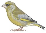 European Greenfinch Illustration