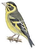 Yellow-breasted Greenfinch Illustration