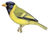 Oriole Finch Illustration