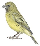 Southern Citril Illustration