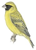 Black-faced Canary Illustration