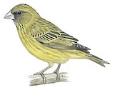 Papyrus Canary Illustration