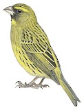 Forest Canary Illustration