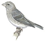 White-rumped Seedeater Illustration