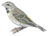 Black-throated Canary Illustration