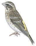 Reichenow's Seedeater Illustration