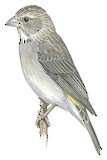 Yellow-rumped Seedeater Illustration