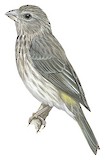 Arabian Serin Illustration