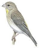 Yellow-throated Seedeater Illustration