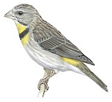 Salvadori's Seedeater Illustration