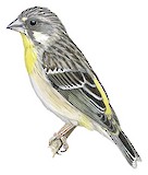 Lemon-breasted Canary Illustration