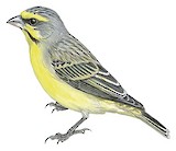 Yellow-fronted Canary Illustration