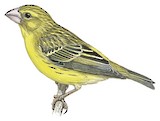 Northern Grosbeak-Canary Illustration