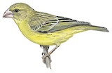 Southern Grosbeak-Canary Illustration