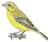 Yellow Canary Illustration