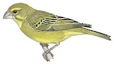 Brimstone Canary Illustration