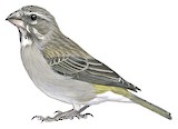 White-throated Canary Illustration