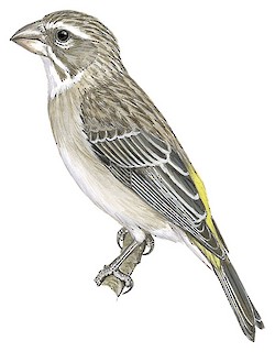 Crithagra albogularis crocopygia