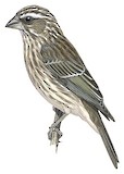 Stripe-breasted Seedeater Illustration