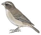 West African Seedeater Illustration