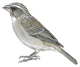 Streaky-headed Seedeater Illustration