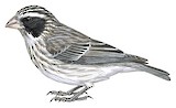 Black-eared Seedeater Illustration