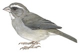 Brown-rumped Seedeater Illustration