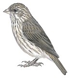 Ankober Serin Illustration