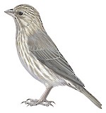 Yemen Serin Illustration